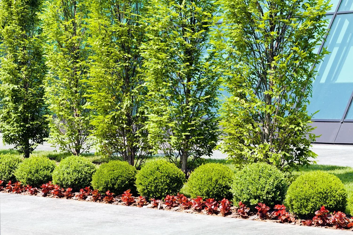 Newly planted hedge screening as part of a landscape design