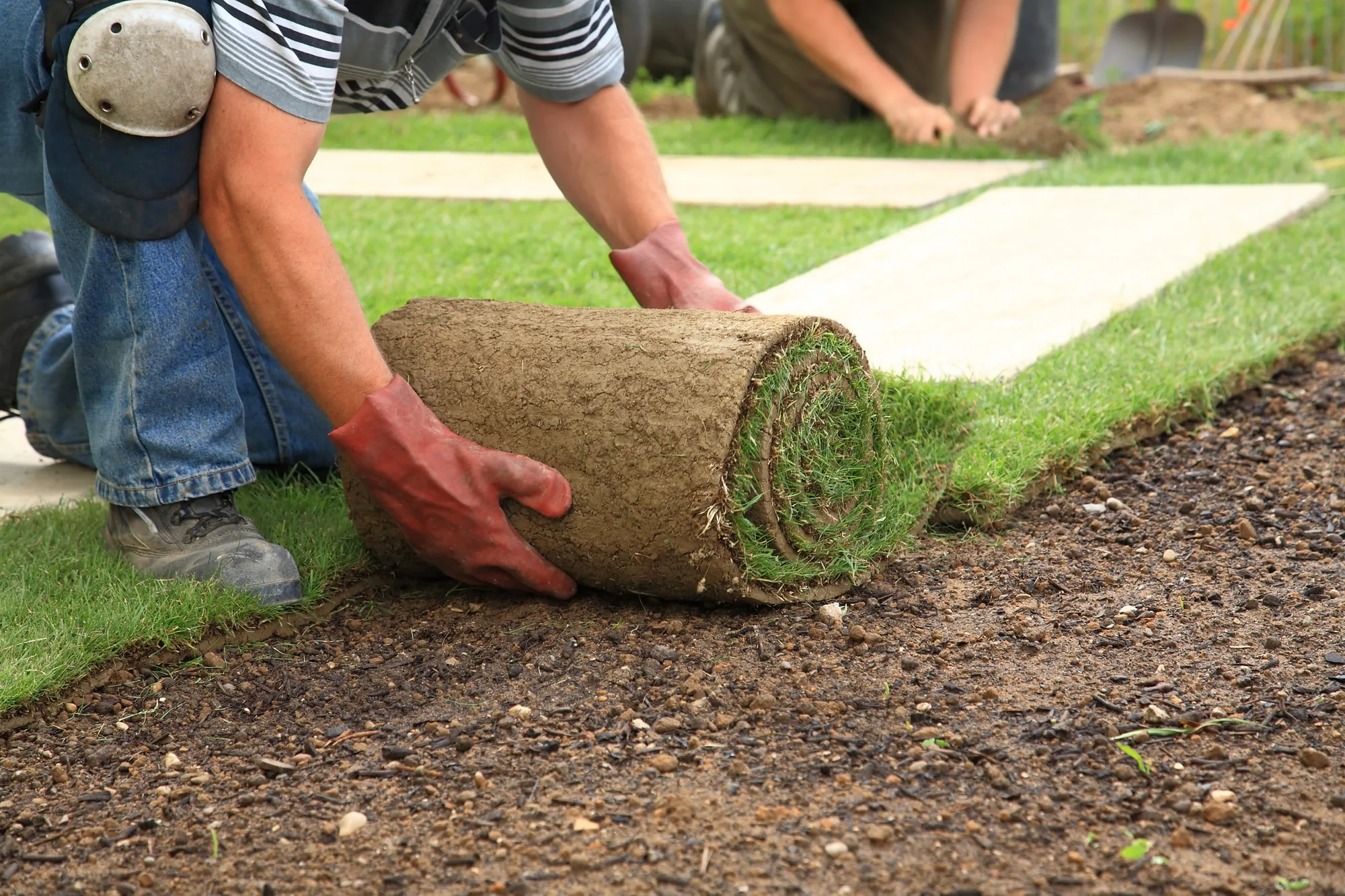 Turf being laid as part of a landscaping project